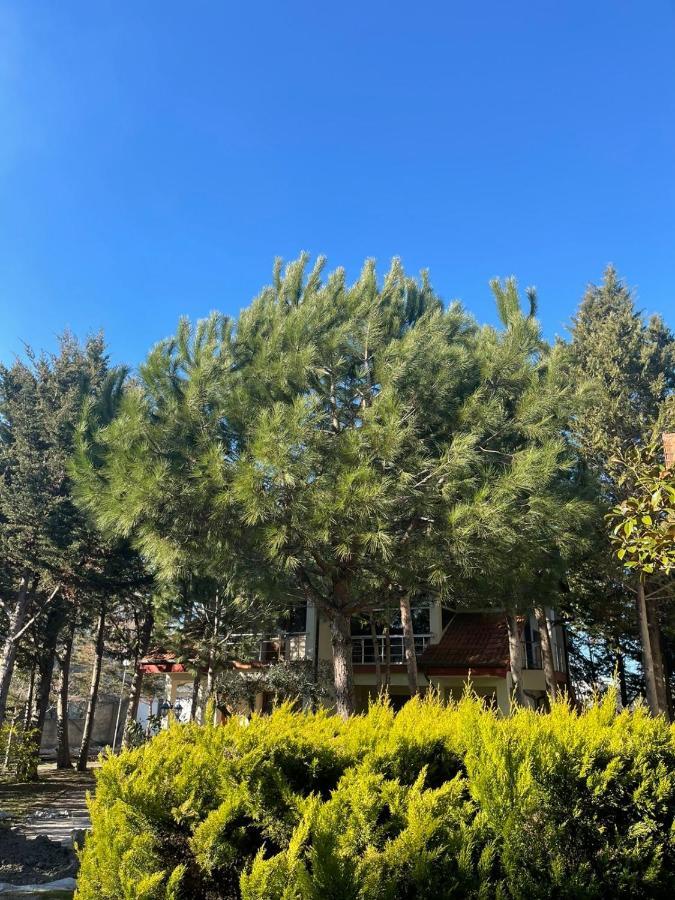 Garden Ardo Golem (Tirana)